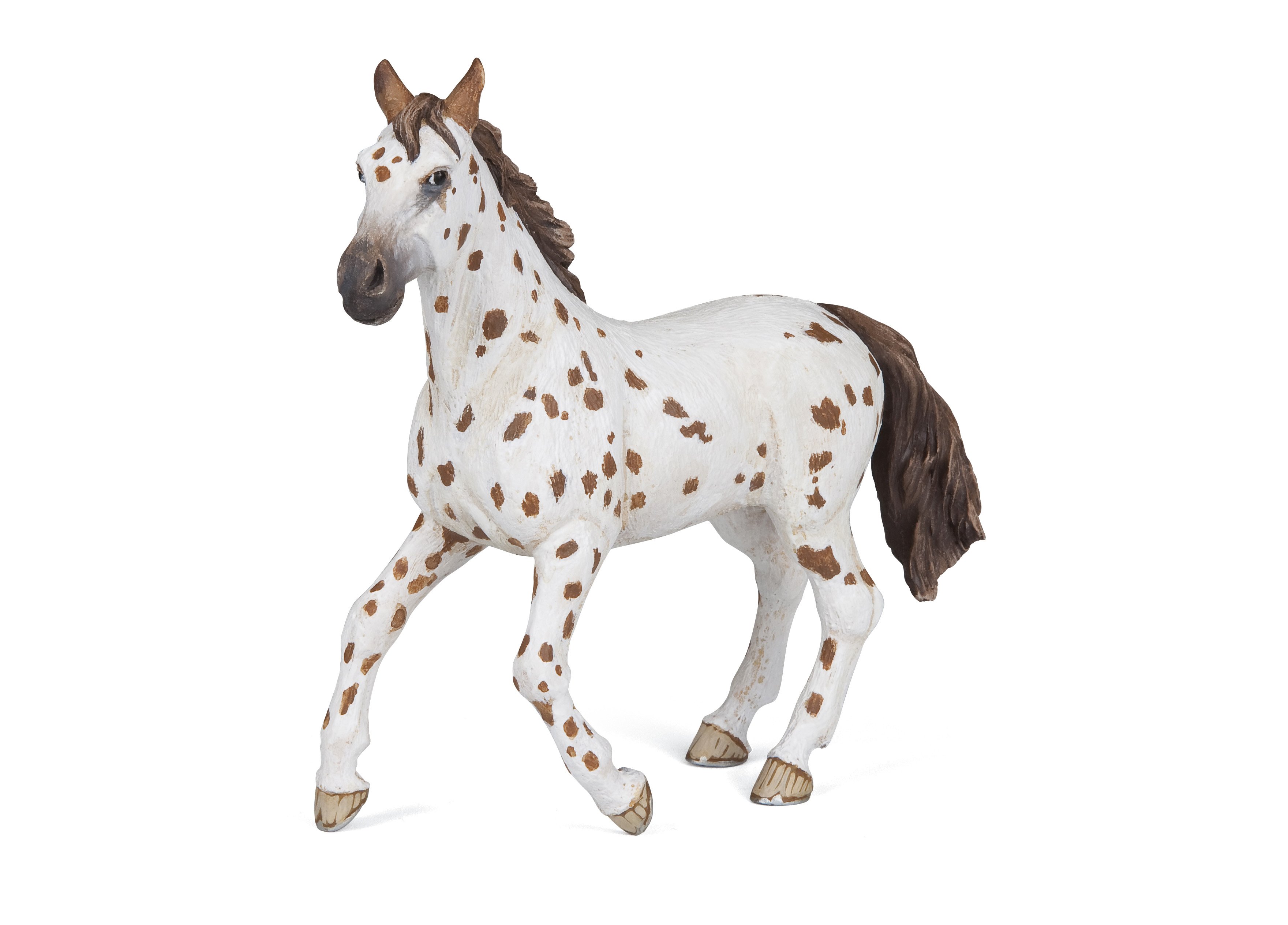 Jument appaloosa brune - PAPO - 51509