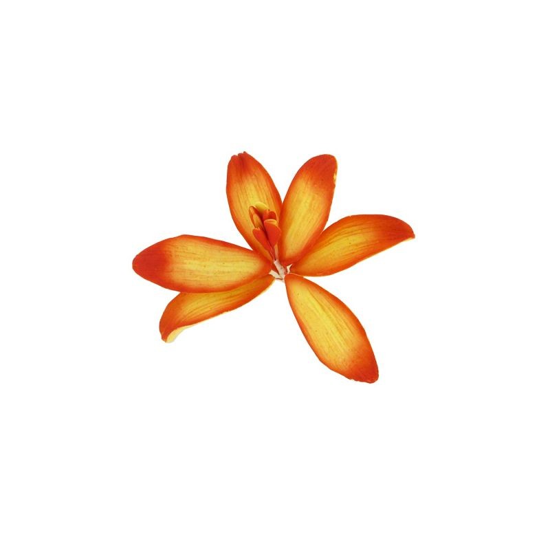 Lys asiatique orange en pastillage - 9 cm - Gatodéco