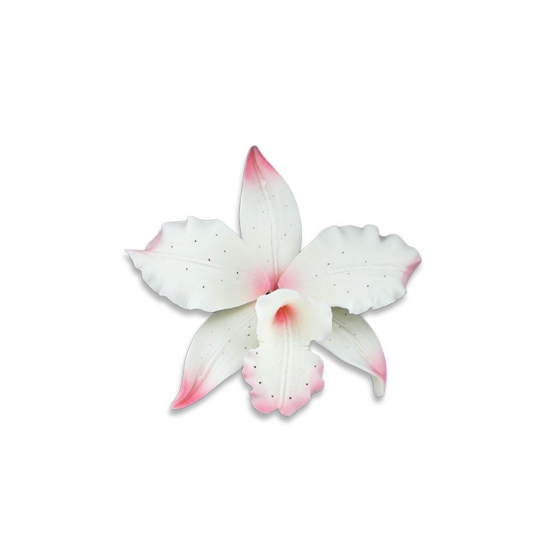 Orchidée Brassavola rose en pastillage - Gatodéco