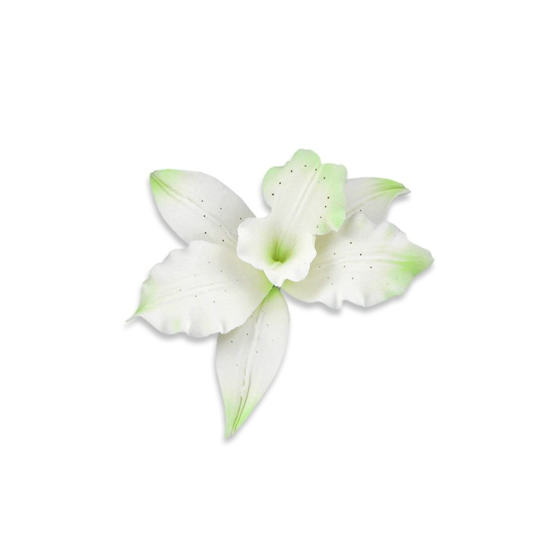 Orchidée Brassavola verte en pastillage - Gatodéco