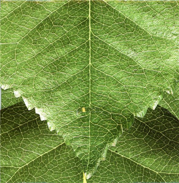 SOLITUDE OF PRIME NUMBERS