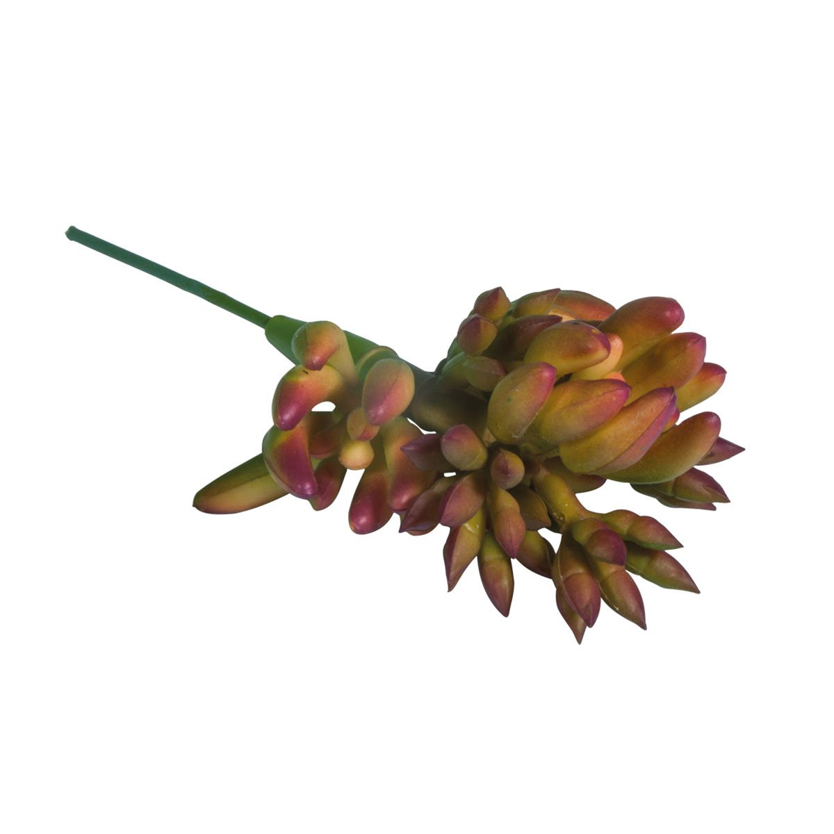 Branche succulente Yucca