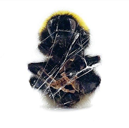 WALLS AND DIMENSIONS